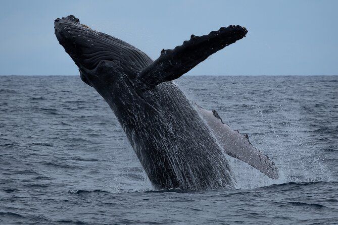Moana’s Waikīkī Whale Watching Exploration