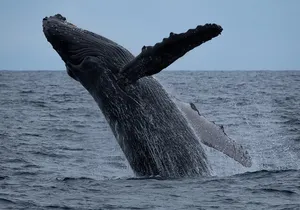 Moana’s Waikīkī Whale Watching Exploration