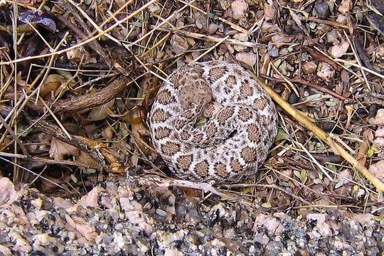 Reptile Hunting in The Sonoran Desert