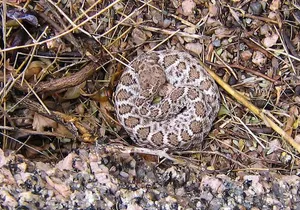 Reptile Hunting in The Sonoran Desert