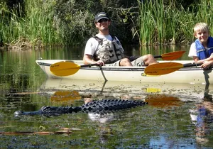 3 Hour Guided Mangrove Tunnel Kayak Eco Tour