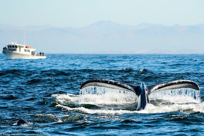Afternoon Whale Watch