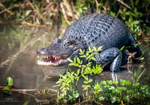 New Orleans Self-Transport Swamp and Bayou Boat Tour