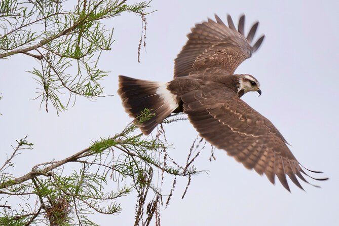 Central Florida Half-Day Private Birding Activity - 2 person max