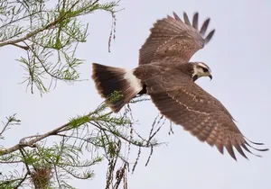 Central Florida Half-Day Private Birding Activity - 2 person max