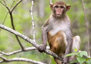 Clear Kayak or Paddleboard Manatee Adventure