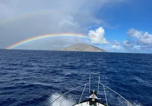 Private Whale Watching and Dolphin Excursion