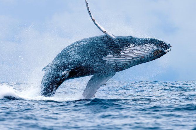 Maui Whale Watching Tour Aboard the Quicksilver From Maalaea