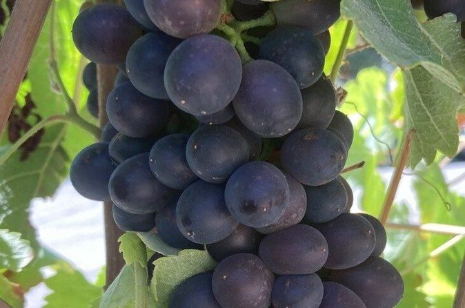 Wine Tours ( private ) 6 full hours.