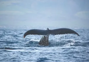 Kona Deluxe Catamaran Whale Watch