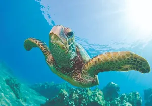 Kona Catamaran Snorkel Sail with Lunch