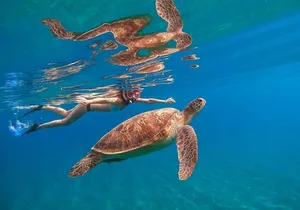 Oahu Snorkeling (Offshore of Waikiki)