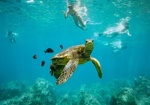 Discover the Magic of Coral Garden’s Turtle Town - Maalaea Harbor