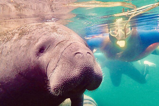 Manatee Snorkel Tour from American Pro Diving Center