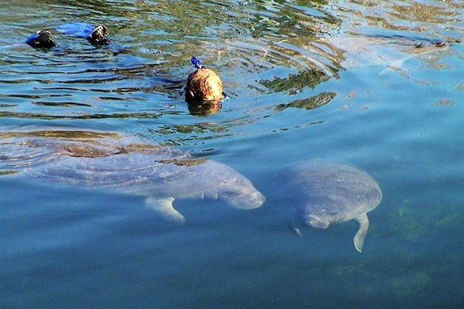 Morning Swim and Snorkel with Manatees-Guided Crystal River Tour