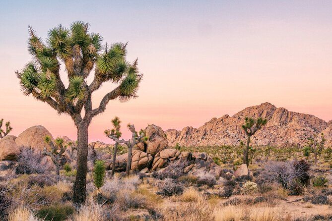 Joshua Tree National Park Self-Guided Driving Audio Tour