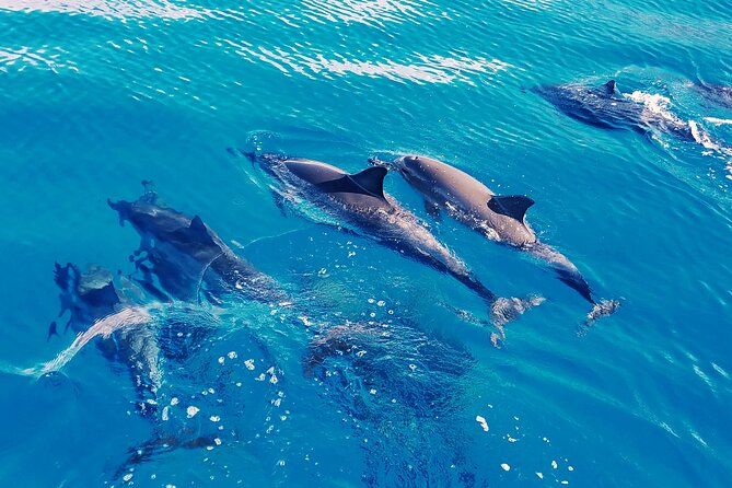 Oahu: Swim with Dolphins on the West Coast