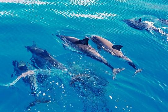 Swim with Dolphins on the West Coast of Oahu