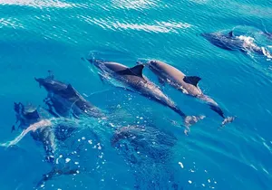 Swim with Dolphins on the West Coast of Oahu