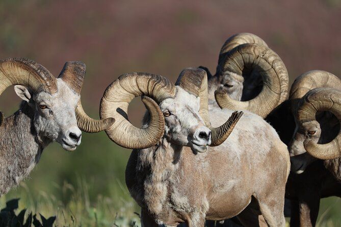 The Premier Wildlife Tours in Rocky Mountain National Park