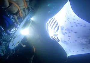 Kona Manta Ray Night Snorkel Adventure! Small Group