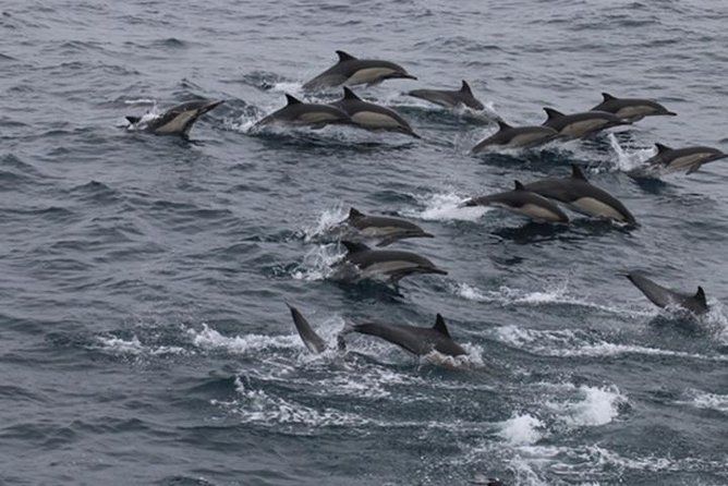 City Cruises San Diego: Whale and Dolphin Watching Adventure