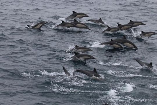 City Cruises San Diego: Whale and Dolphin Watching Adventure