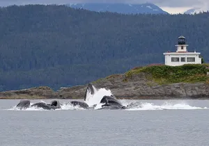Mendenhall Glacier Visitor Center and Ultimate Whale Watch Combo