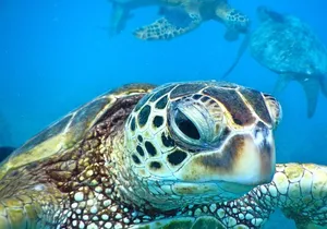 2.5 Hour Xpress Snorkel from Ka’anapali Beach
