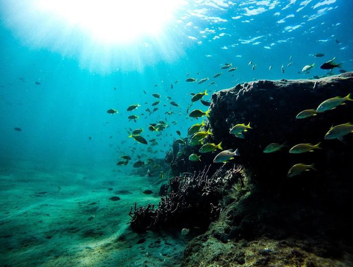 Key West Dolphin Watch & Snorkel Image 5