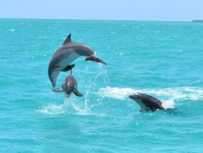 Key West Catamaran Dolphin Watch & Sunset Sail Image 3