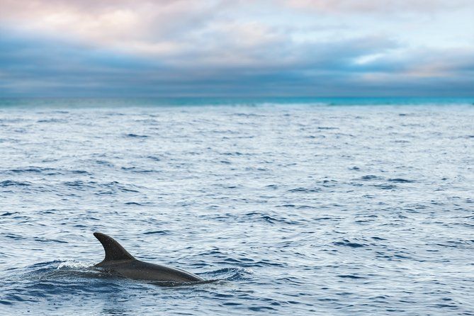 Key West Dolphin Watch & Snorkel with FREE shuttle to location