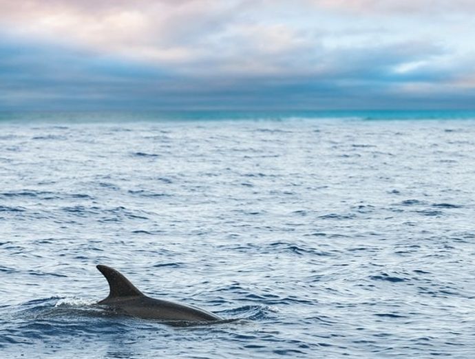 Key West Catamaran Dolphin Watch & Sunset Sail Image 4