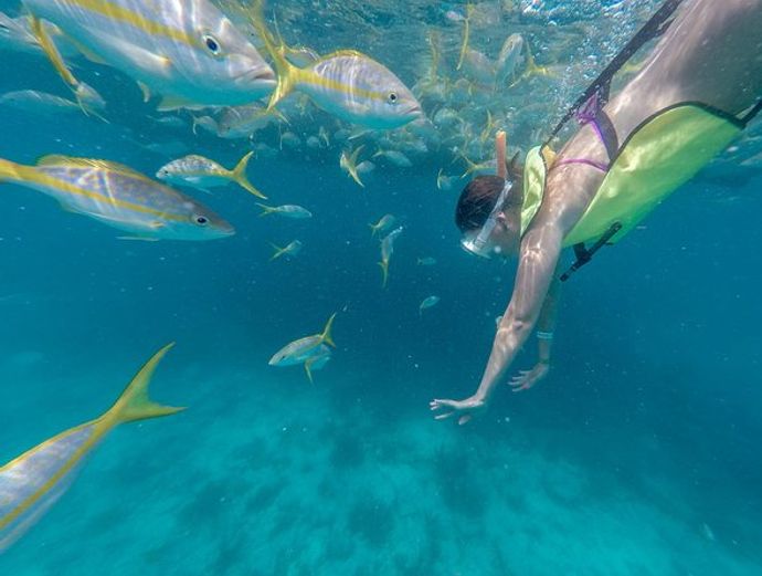 Key West Snorkeling Adventure Image 4