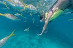 Key West Snorkeling Adventure Image 4