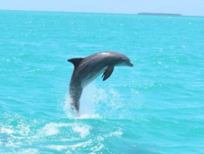 Key West Full-Day Catamaran Eco Tour Image 3