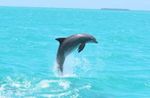 Key West Full-Day Catamaran Eco Tour Image 3