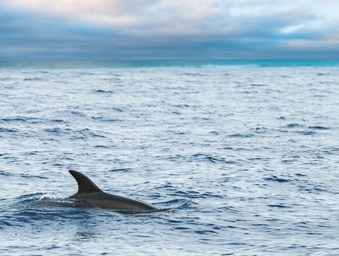 Key West Full-Day Catamaran Eco Tour Image 1