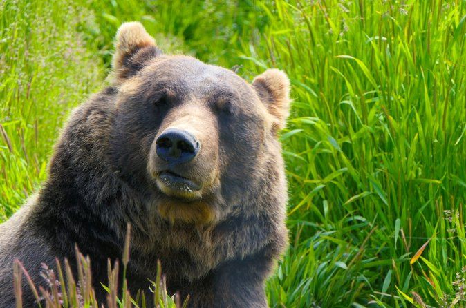 SUMMER-SUNSET Wilderness, Wildlife & Glacier Experience