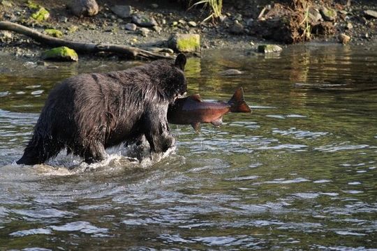 Expedition Black Bear - 6 Passenger Boat