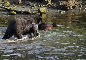 Expedition Black Bear - 6 Passenger Boat