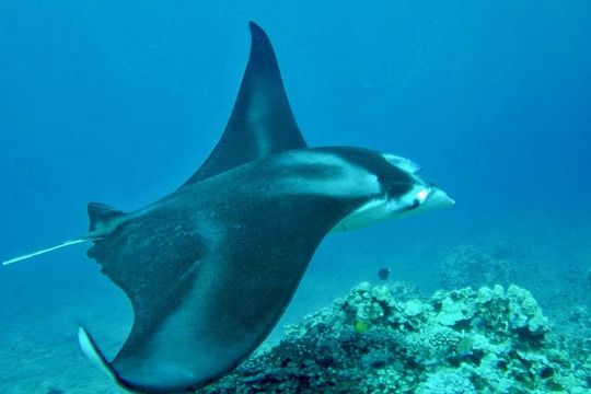 West Maui Afternoon Snorkel from Ka’anapali Beach