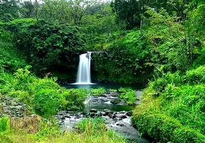 Rainforest Tour to Hana and Beyond