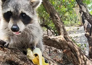 Nature Stand Up Paddle Boarding Experience in Miami