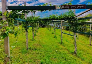 Hamakua Coast Farm Small-Group Walking and Tasting Tour