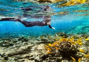 Kona's Deluxe Snorkel - Snorkel Captain Cook and Place of Refuge