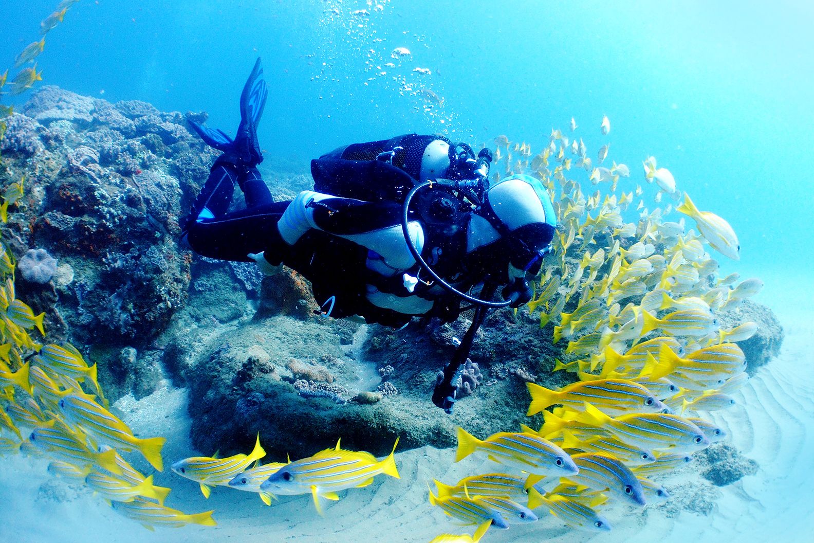 Key West Afternoon 2-Tank Reef Scuba Dive