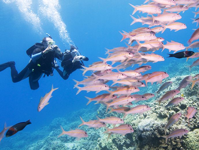 Key West Afternoon 2-Tank SCUBA Dive Image 2