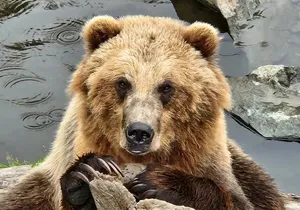 Sitka's only Private Simply Amazing Tour