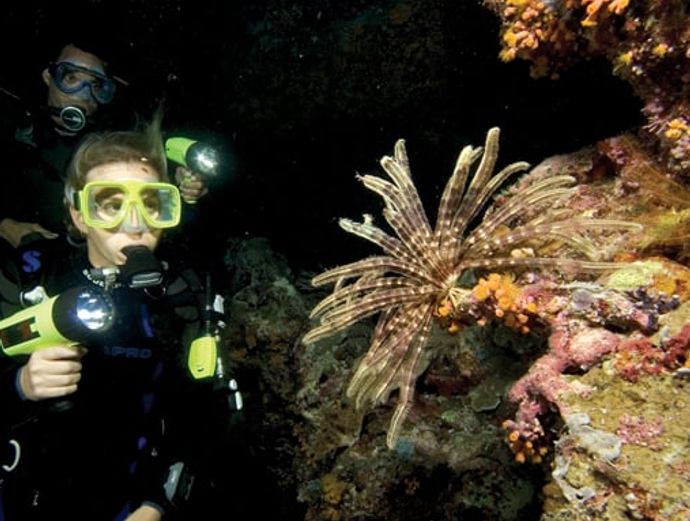 Key West Night 1-Tank Night Scuba Dive Image 2